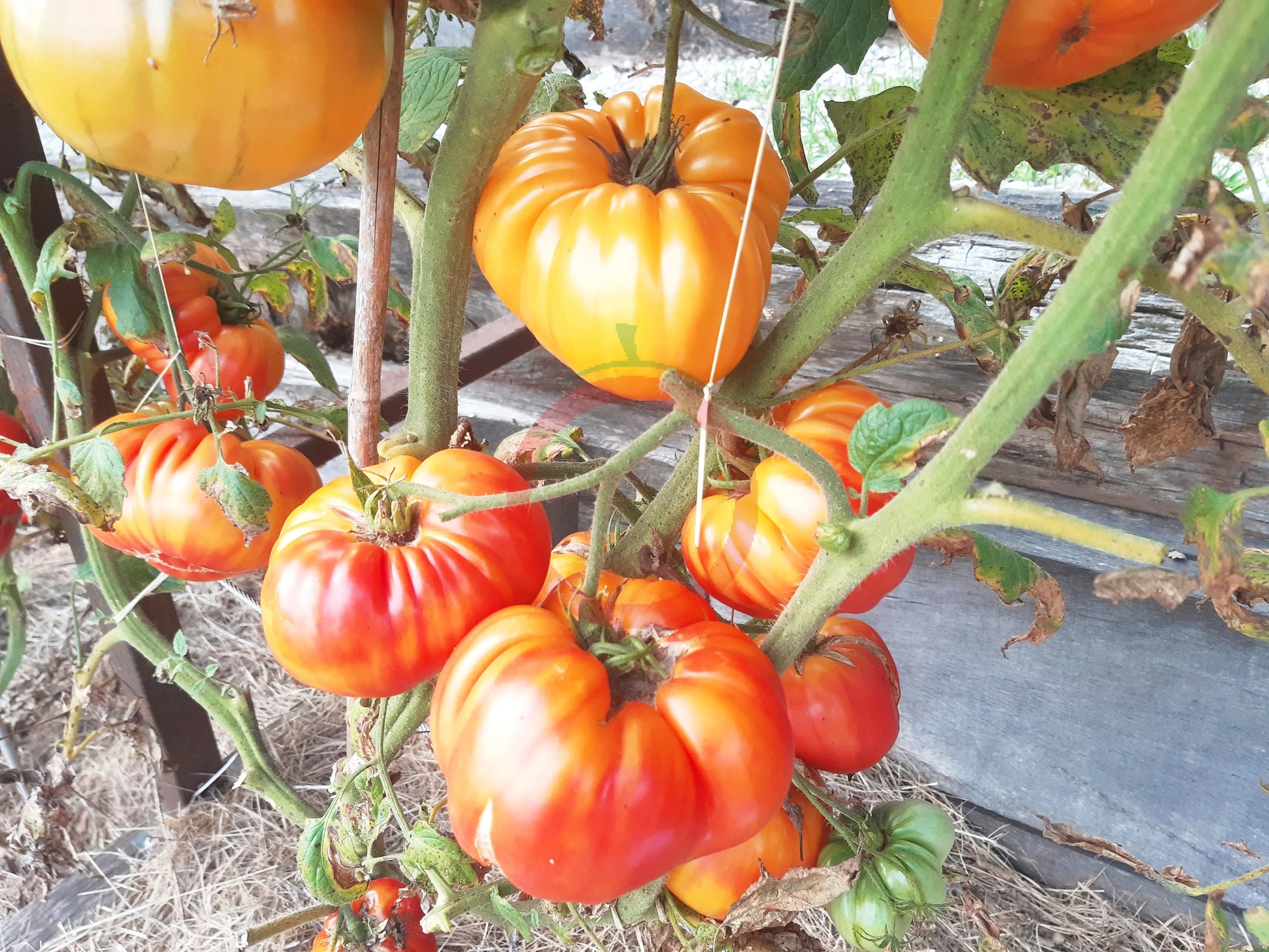 Anna Meyer DER TOMATENFLÜSTERER