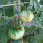 Anna Meyer DER TOMATENFLÜSTERER