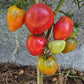 Anna Russian DER TOMATENFLÜSTERER