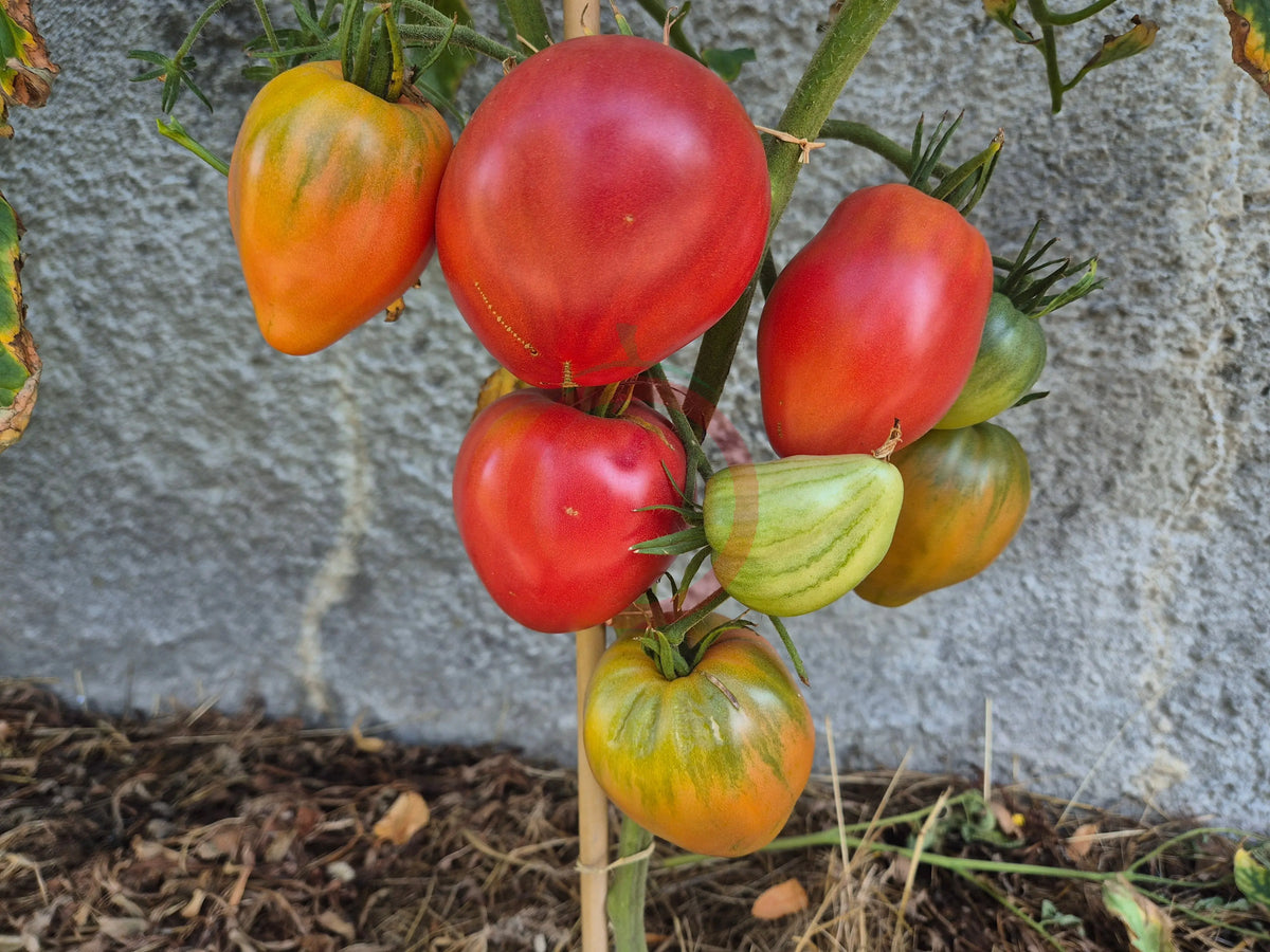 Anna Russian DER TOMATENFLÜSTERER