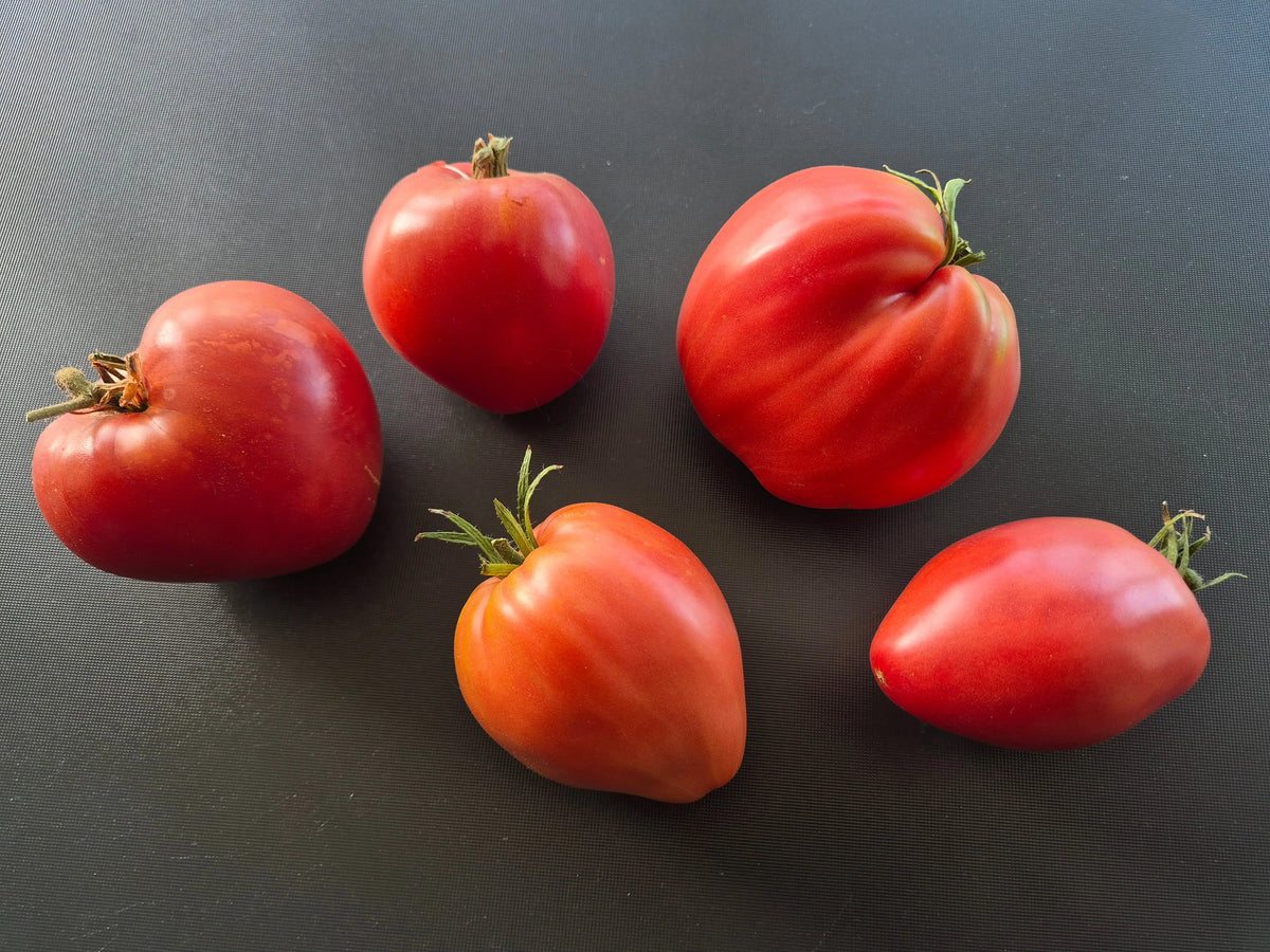 Anna Russian DER TOMATENFLÜSTERER