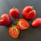 Anna Russian DER TOMATENFLÜSTERER