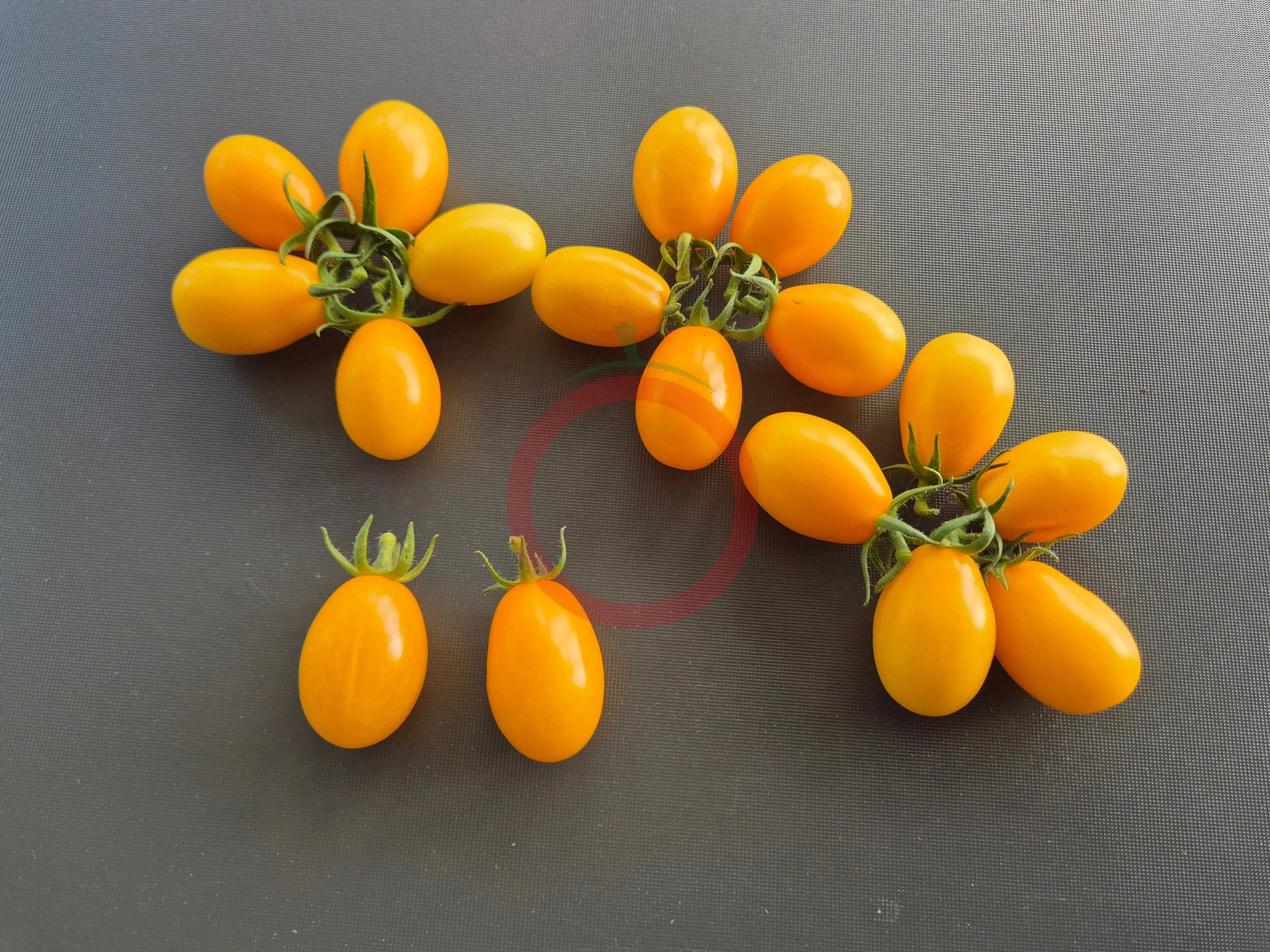 Annie Sunshine DER TOMATENFLÜSTERER
