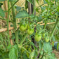 Annie Sunshine DER TOMATENFLÜSTERER