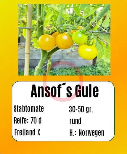 Ansof´s Gule DER TOMATENFLÜSTERER