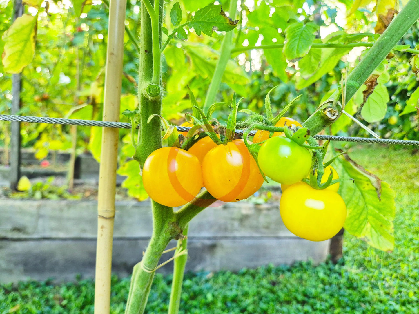 Ansof´s Gule DER TOMATENFLÜSTERER