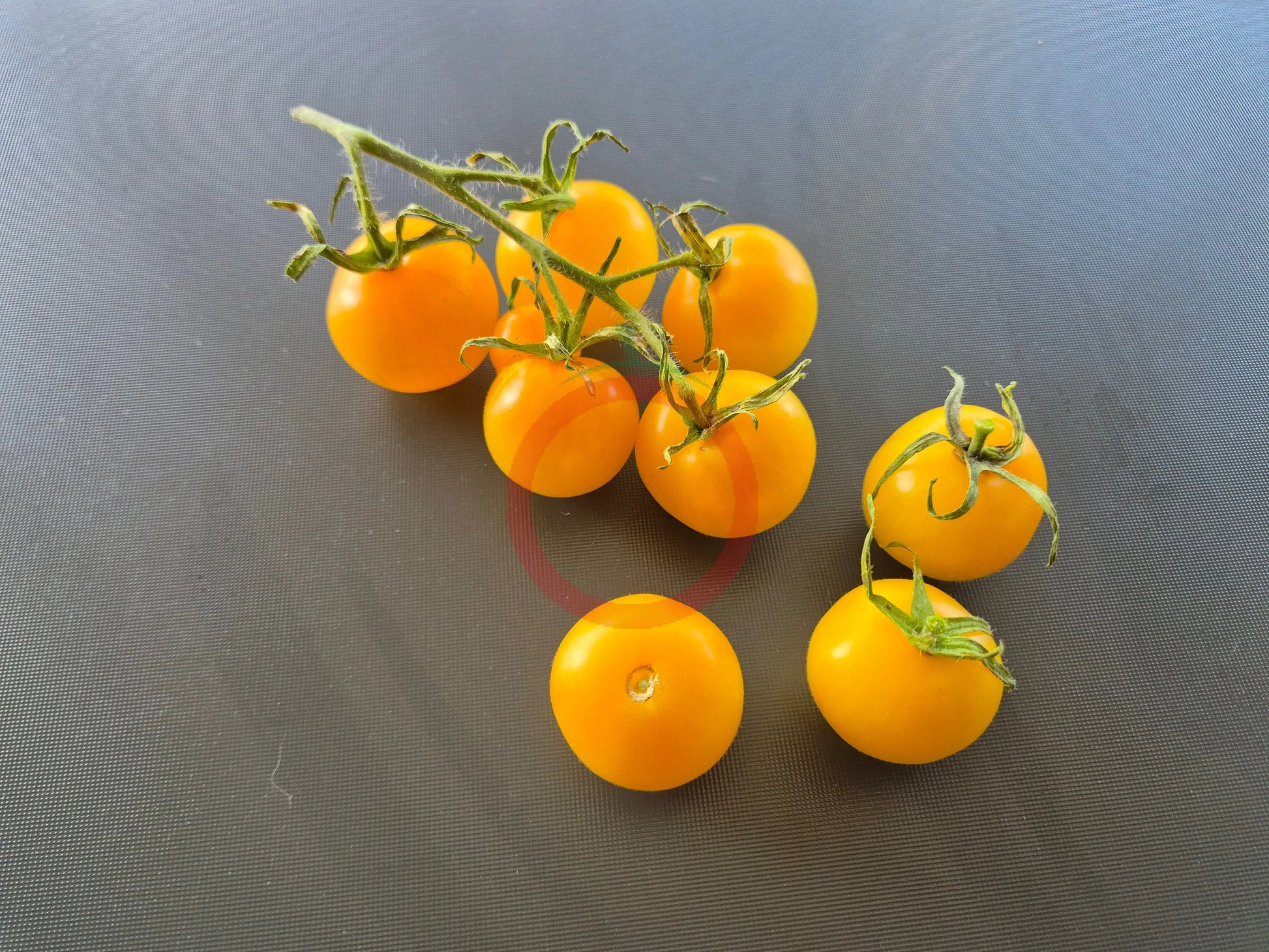 Ansof´s Gule DER TOMATENFLÜSTERER