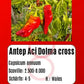 Antep Aci Dolma cross DER TOMATENFLÜSTERER