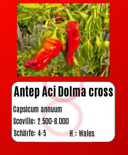 Antep Aci Dolma cross DER TOMATENFLÜSTERER