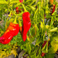 Antep Aci Dolma cross DER TOMATENFLÜSTERER