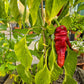 Antep Aci Dolma cross DER TOMATENFLÜSTERER