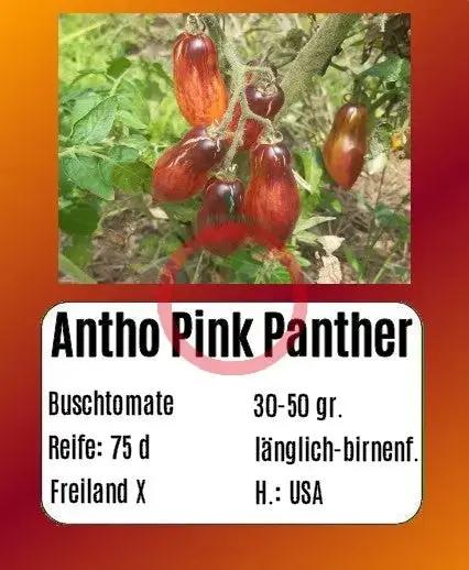 Antho Pink Panther (Kopie) DER TOMATENFLÜSTERER