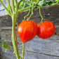 Anthony's Passionate Heart DER TOMATENFLÜSTERER