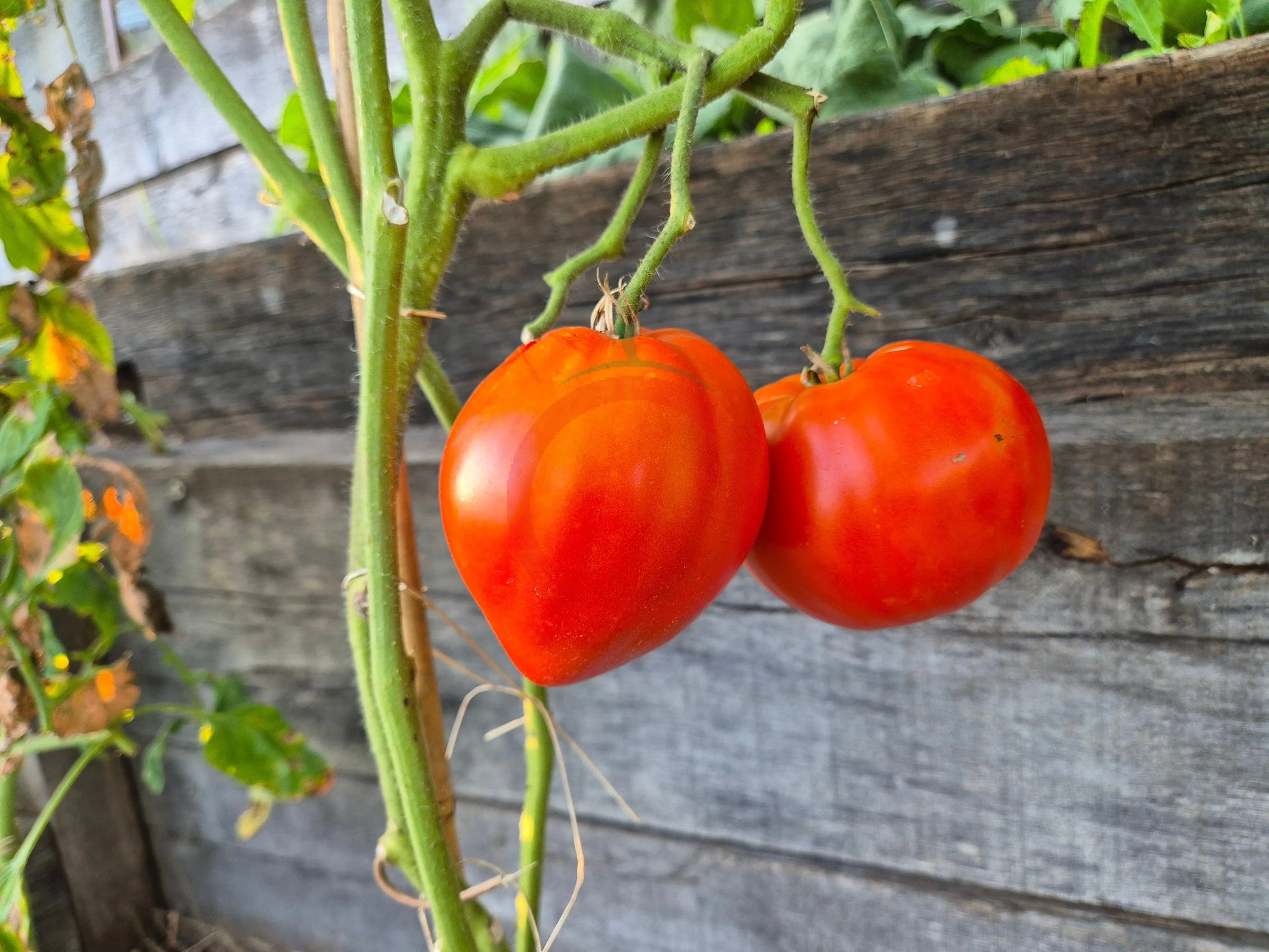 Anthony's Passionate Heart DER TOMATENFLÜSTERER