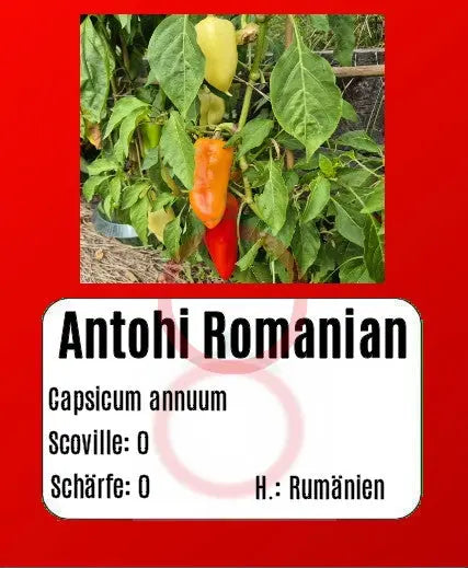 Antohi Romanian DER TOMATENFLÜSTERER