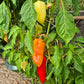 Antohi Romanian DER TOMATENFLÜSTERER