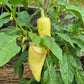 Antohi Romanian DER TOMATENFLÜSTERER