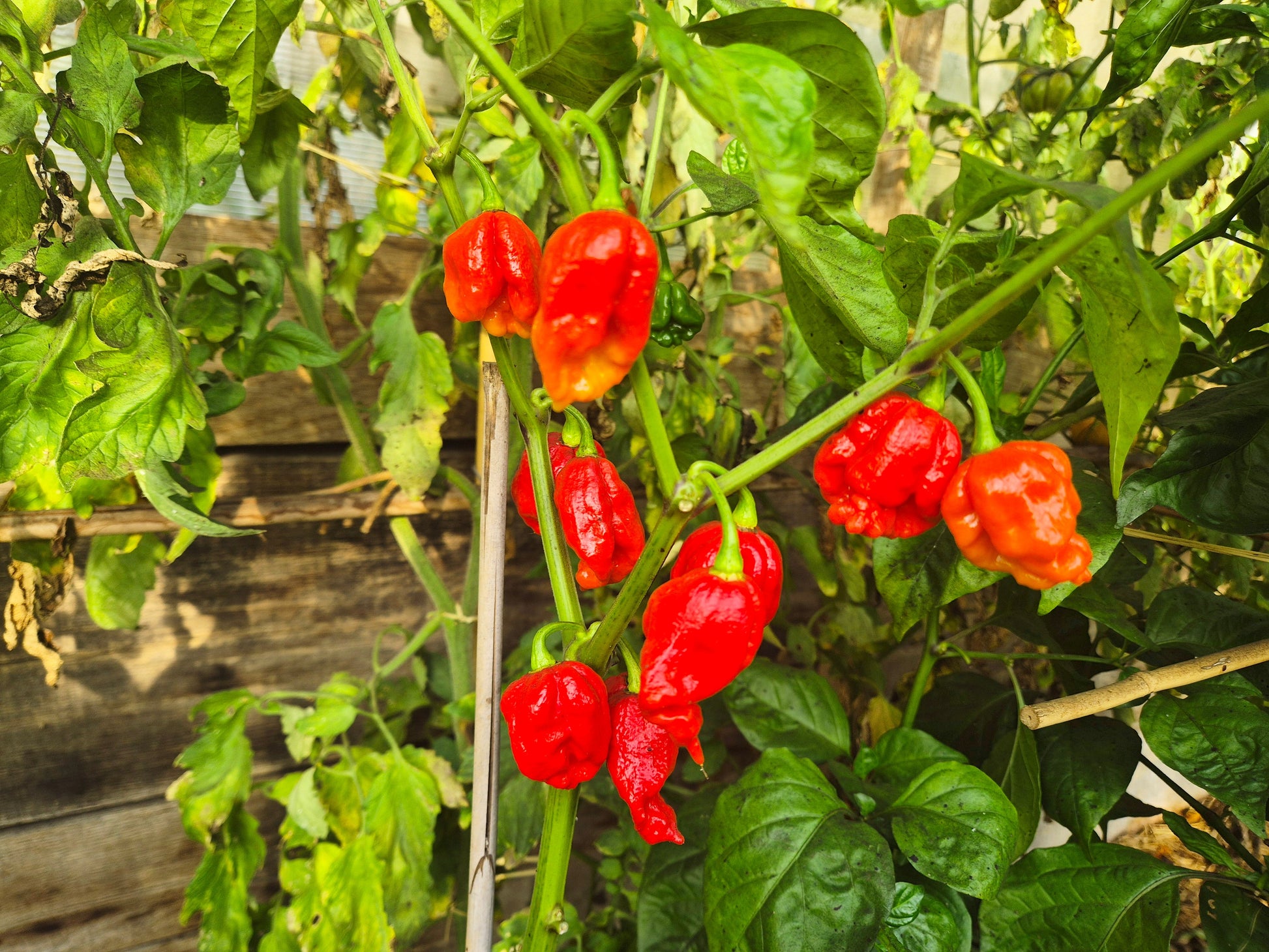 Apocalypse Scorpion DER TOMATENFLÜSTERER
