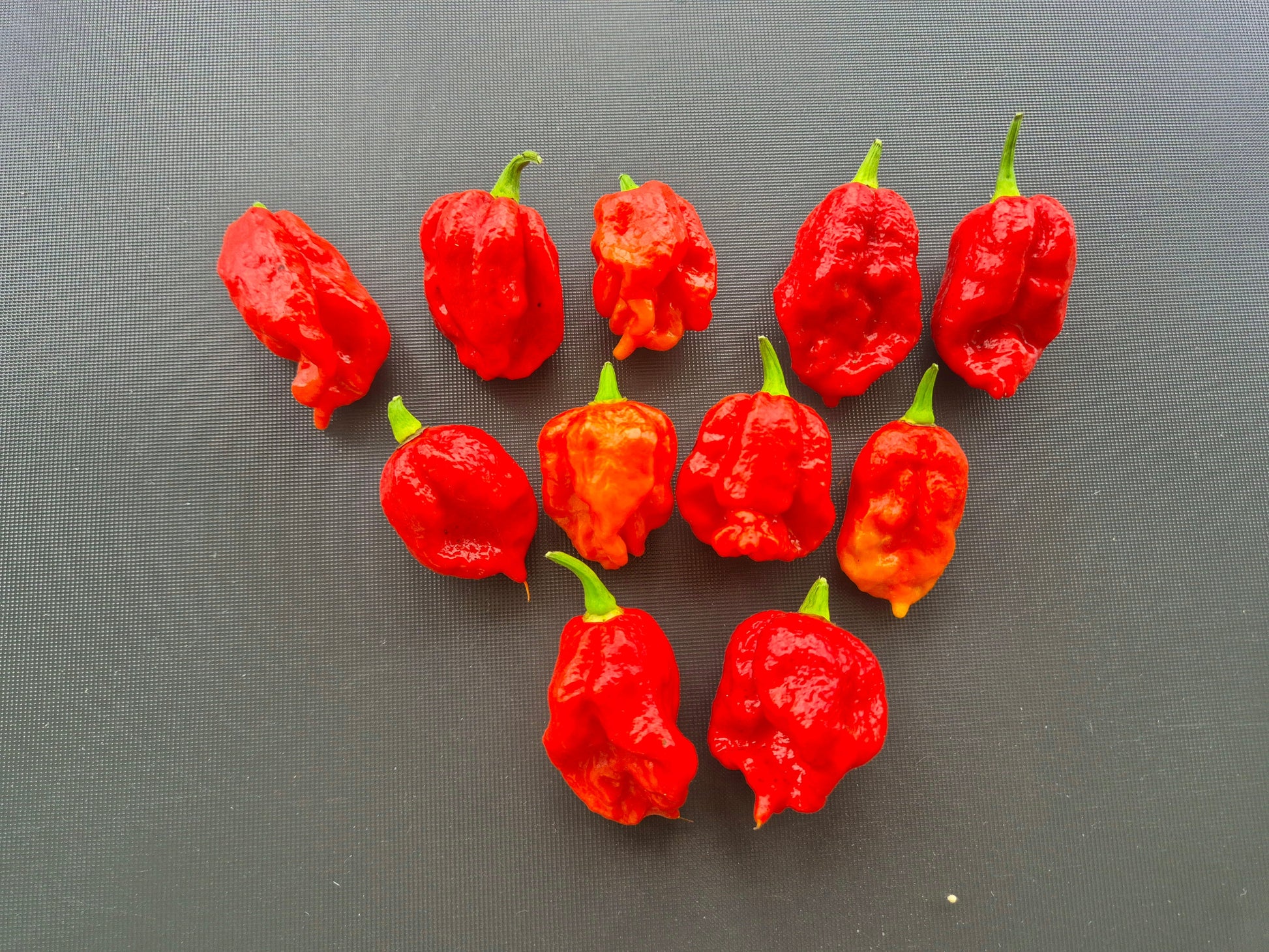 Apocalypse Scorpion DER TOMATENFLÜSTERER