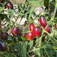 Apollo´s Chariot DER TOMATENFLÜSTERER