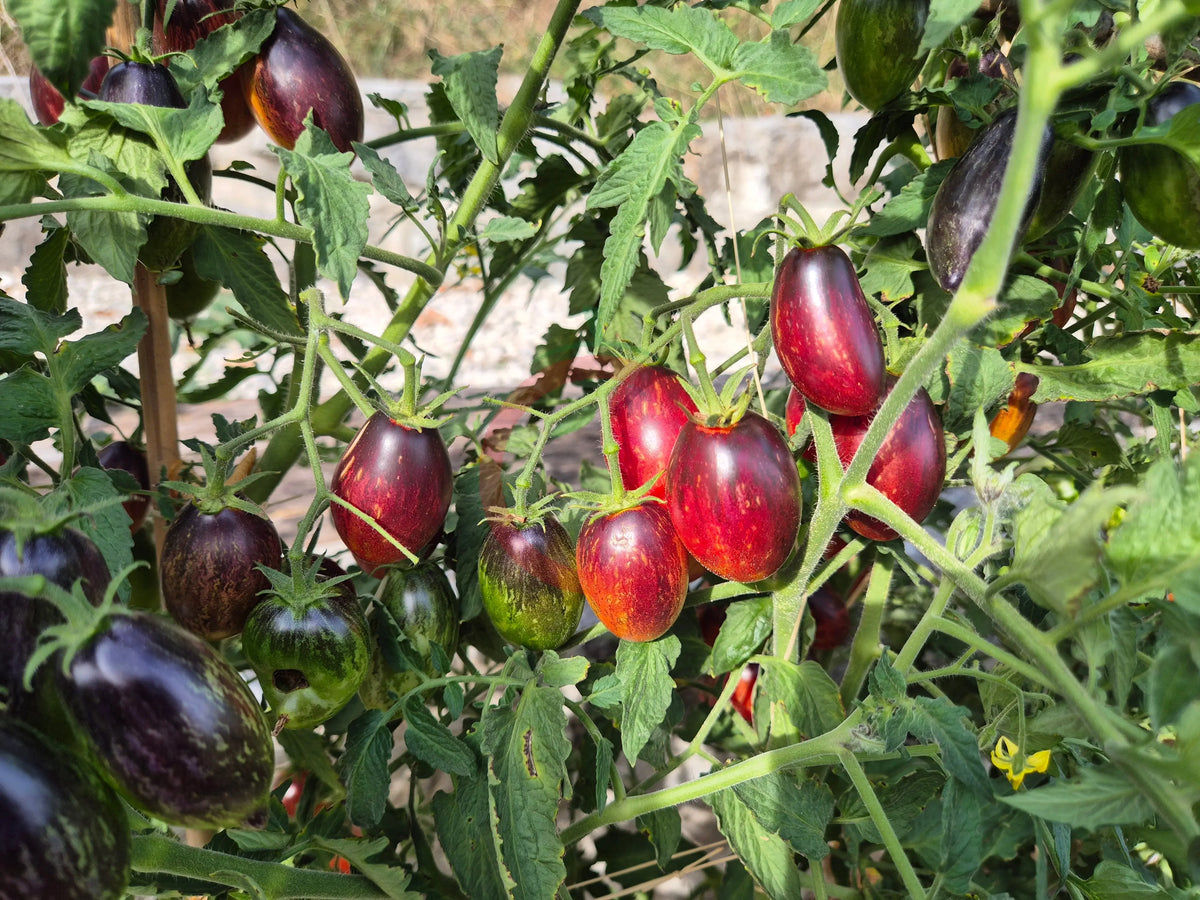 Apollo´s Chariot DER TOMATENFLÜSTERER