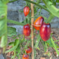 Apollo´s Chariot DER TOMATENFLÜSTERER