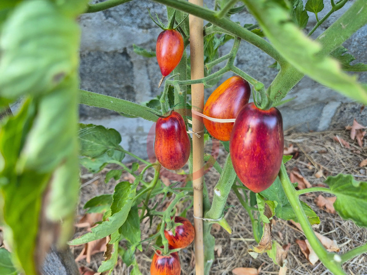 Apollo´s Chariot DER TOMATENFLÜSTERER