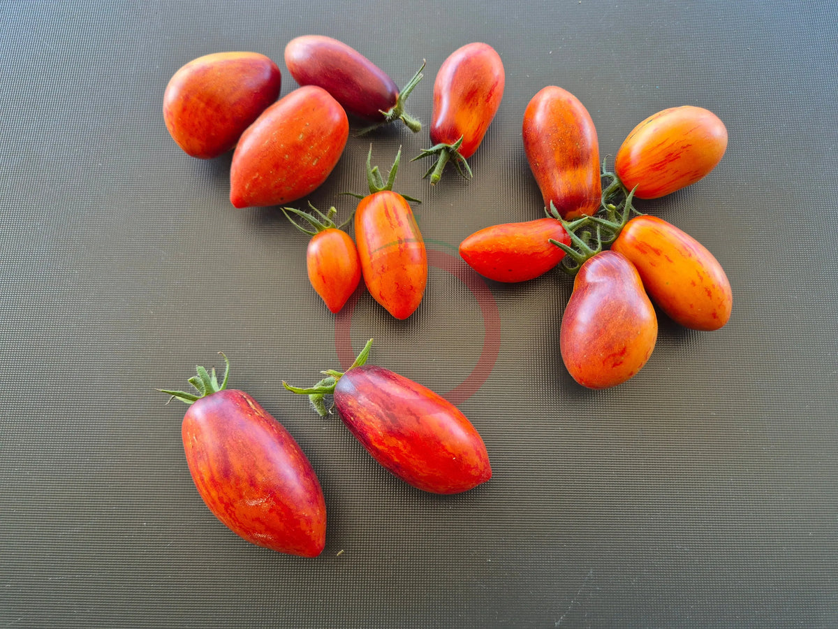 Apollo´s Chariot DER TOMATENFLÜSTERER