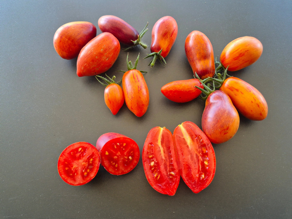 Apollo´s Chariot DER TOMATENFLÜSTERER