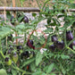 Apollo´s Chariot DER TOMATENFLÜSTERER