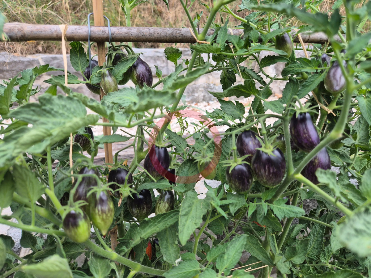 Apollo´s Chariot DER TOMATENFLÜSTERER