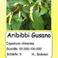 Aribibi Gusano DER TOMATENFLÜSTERER