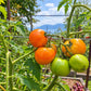 Arthur Fowler DER TOMATENFLÜSTERER