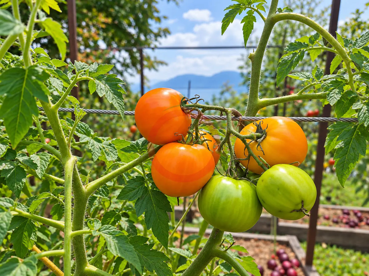 Arthur Fowler DER TOMATENFLÜSTERER