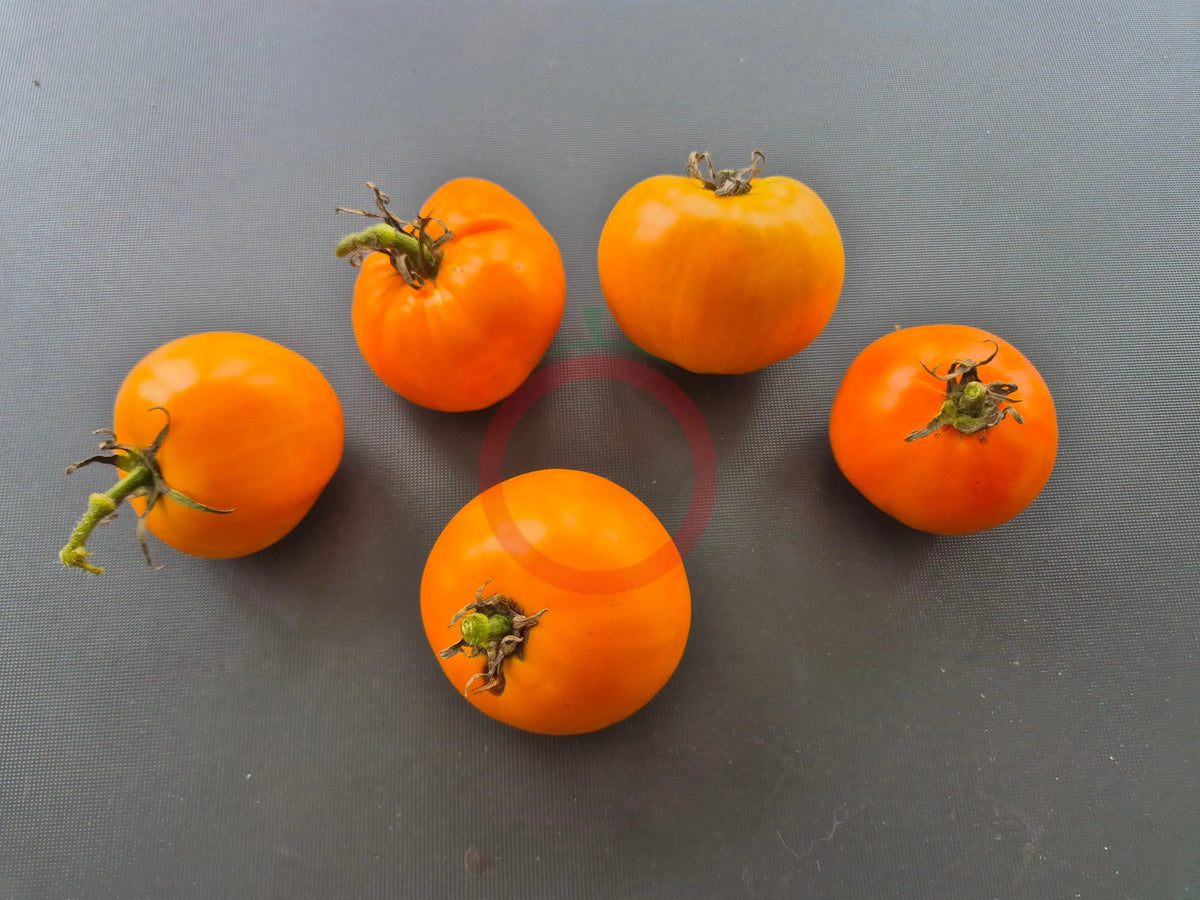 Arthur Fowler DER TOMATENFLÜSTERER