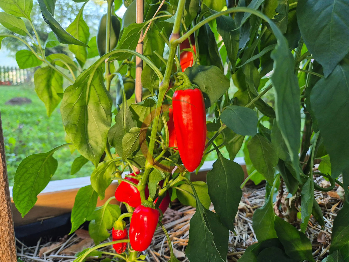Arwen DER TOMATENFLÜSTERER