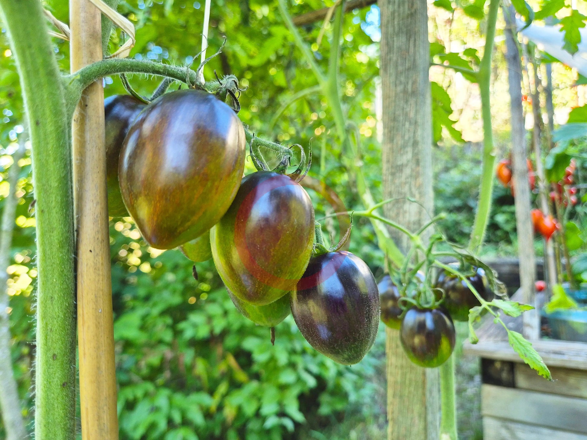 Atomic Fusion DER TOMATENFLÜSTERER