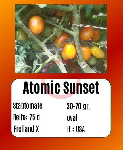 Atomic Sunset DER TOMATENFLÜSTERER