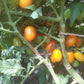 Atomic Sunset DER TOMATENFLÜSTERER
