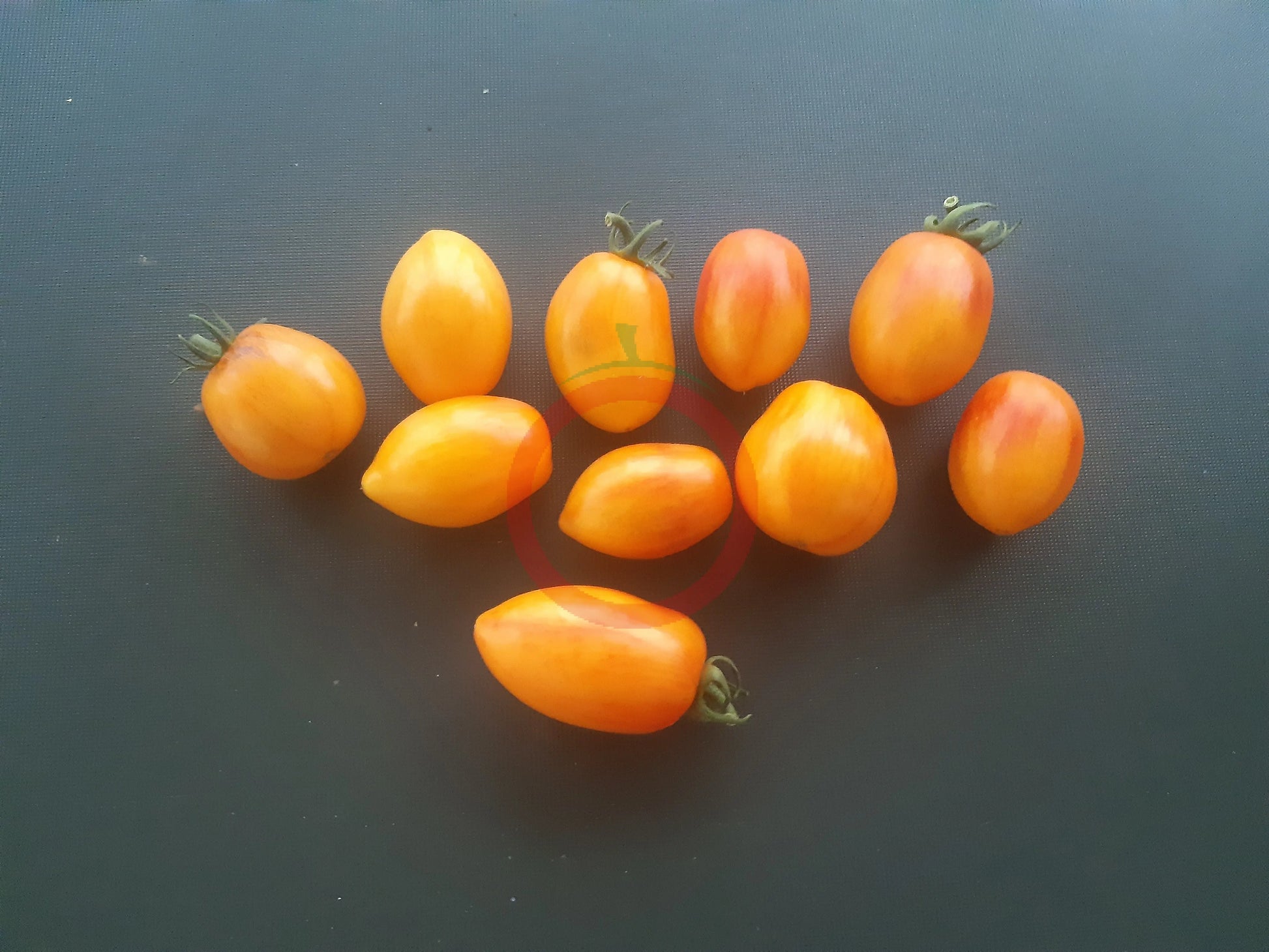 Atomic Sunset DER TOMATENFLÜSTERER