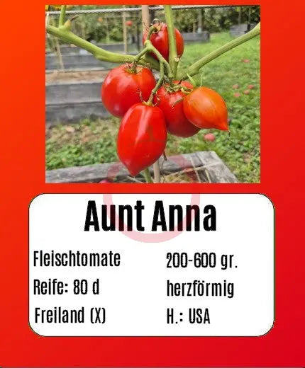 Aunt Anna DER TOMATENFLÜSTERER