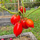 Aunt Anna DER TOMATENFLÜSTERER