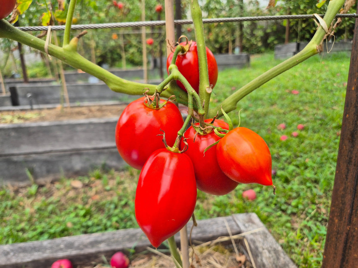 Aunt Anna DER TOMATENFLÜSTERER