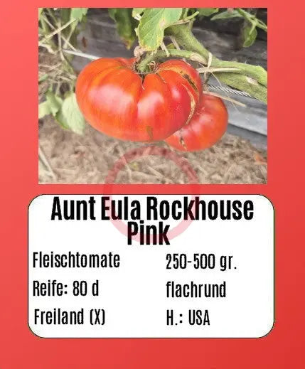 Aunt Eula Rockhouse Pink DER TOMATENFLÜSTERER