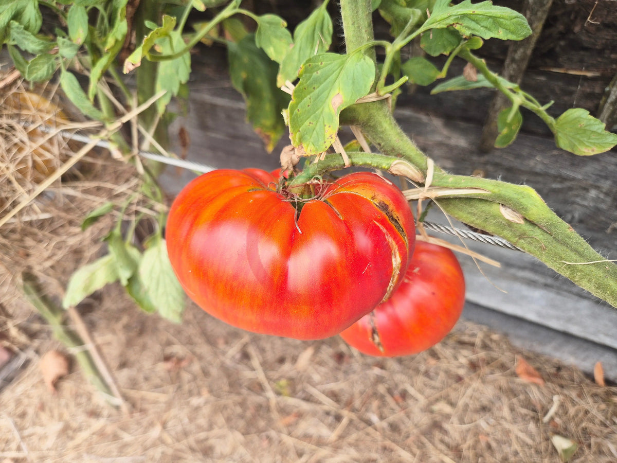 Aunt Eula Rockhouse Pink DER TOMATENFLÜSTERER