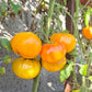 Aunt Eula Rockhouse Yellow DER TOMATENFLÜSTERER