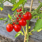 Aunt Lucy´s Italian Paste DER TOMATENFLÜSTERER