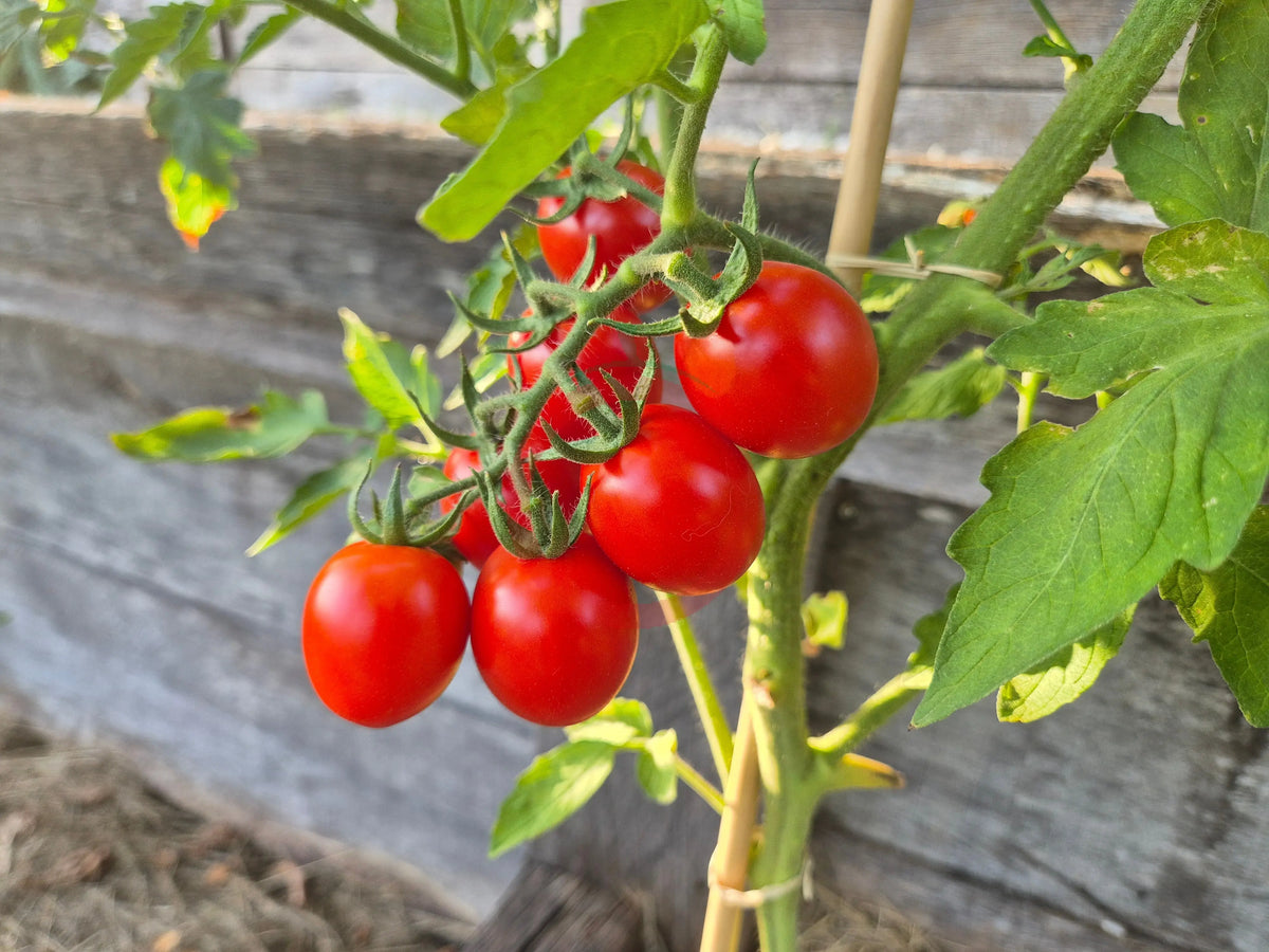 Aunt Lucy´s Italian Paste DER TOMATENFLÜSTERER