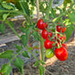Aunt Lucy´s Italian Paste DER TOMATENFLÜSTERER
