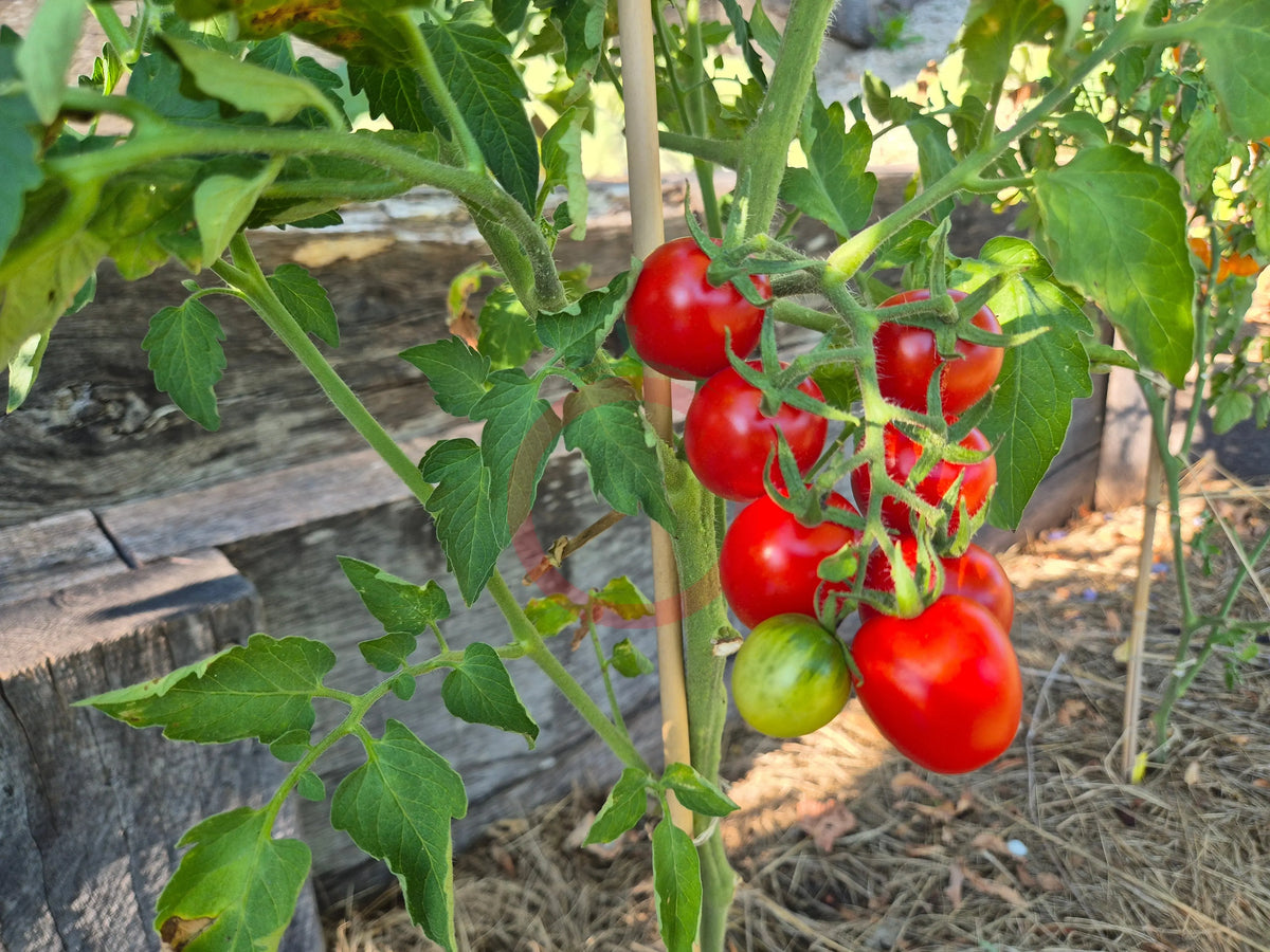 Aunt Lucy´s Italian Paste DER TOMATENFLÜSTERER
